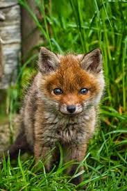 Yavru Kizil Tilki Cute Animals Animals Animals Wild