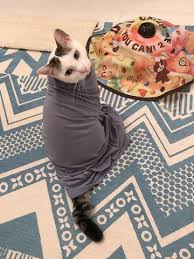 いちいちクセが強い 可愛い猫 マンチカン 子猫