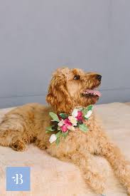 Bright Pink Bougainvillea Light Pink Rose Floral Dog Collar For Weddings In 2020 Floral Dog Collars Silk Flowers Wedding Dog Collar