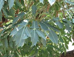 Image result for Cussonia spicata