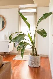 Bird Of Paradise Houseplant Care How To Select And Care For Houseplants Birds Of Paradise Plant Paradise Plant Plants