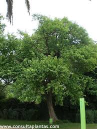 Image result for Maclura africana