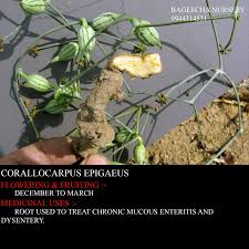 Image result for Corallocarpus epigaeus