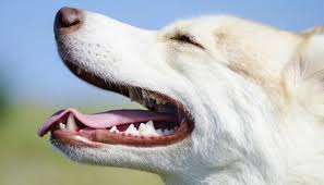 We did not find results for: The Benefits Of Brushing Your Dogs Teeth Every Day Puppy Leaks