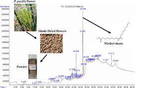 Image result for Sphaeranthus flexuosus