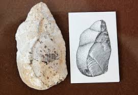 Les élèves de ce2 et de cm1 de l'école communale sont allés visiter le musée de la préhistoire à tautavel. Musee De Prehistoire De Tautavel Hominides