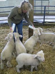 Pin By Linnea Smidderks On Sheep Baby Lamb Sheep Farm Baby Sheep