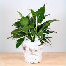 Image result for Spathiphyllum