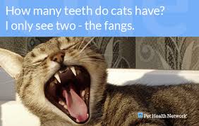 Here are 6 dental effects of missing one or more teeth. Dr Ernie S Top 10 Cat Dental Questions And His Answers