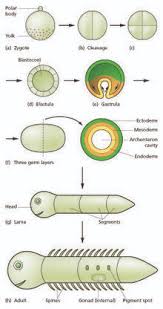 Developmental Biology Wikiwand