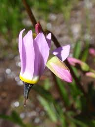 Track 4, shooting star, of the stardust soundtrack by ilan eshkeri. Dodecatheon Alpinum Wikipedia