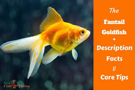 Goldfish Care Sheet Everything You Need To Know On One Page Fantail Goldfish Goldfish Goldfish Care