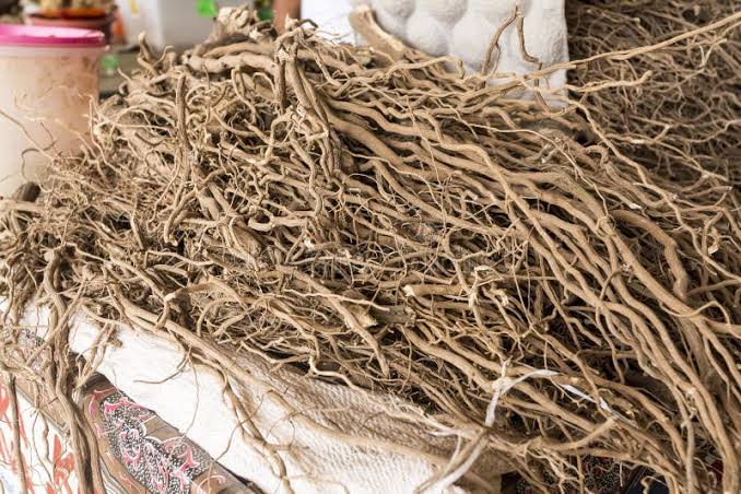 Kava Root Stock Photos - Free & Royalty-Free Stock Photos from Dreamstime