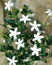 See more ideas about south african flowers, african flowers, planting flowers. Fragrant Jasmine Life Is A Garden