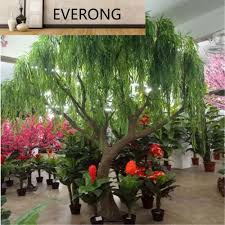 Image result for venturia saliciperda willow tree