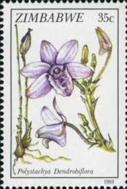 Image result for Diaphananthe subsimplex