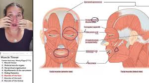 When the bands in the sarcomeres relax or contract, the whole muscle smooth muscles are responsible for movements in the stomach, intestines, blood vessels, and hollow organs. Muscle 6 Muscles Of The Face Youtube