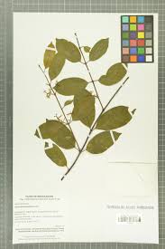 Image result for Oncinotis