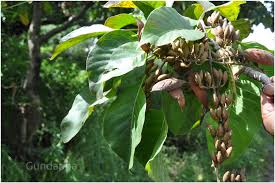 Image result for Hymenodictyon parvifolium