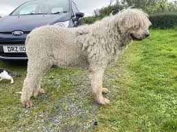 Image result for Komondor