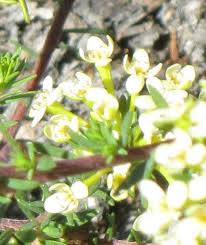 Image result for Gnidia involucrata