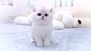 Check spelling or type a new query. Sweetest British Shorthair Kitten Evan Ever 1 Month Old Bsh Ns 11 Silver Chinchilla Youtube