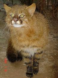 Club social y deportivo colo colo. 38 Pampas Cat Ideas Small Wild Cats Wild Cats Animals Wild