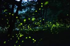 14th Annual PA Firefly Festival Guided Tour Night #1