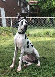 We did not find results for: Great Dane Puppies Nc