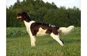 Image result for Malý münsterlandský ohař