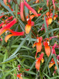 Image result for Scleria laxiflora