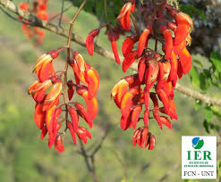 Image result for Erythrina falcata