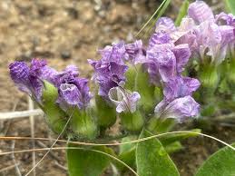 Image result for Pearsonia