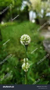 Image result for Spermacoce verticillata