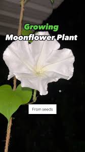 Image result for Ipomoea ephemera
