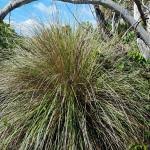 Image result for Urochloa oligobrachiata