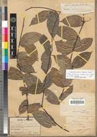 Image result for Landolphia congolensis