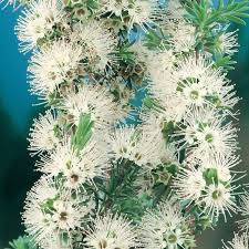 Image result for Annickia ambigua