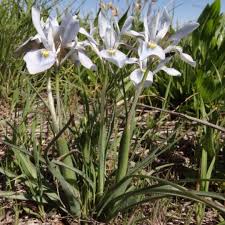 Image result for Moraea