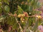 Image result for Grewia decemovulata