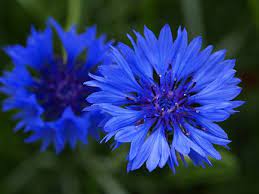 Annie S Annuals Plant Lists Bachelor Button Flowers Blue Flowers Bachelor Buttons