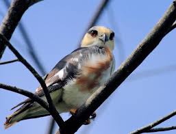 Bird Hit Window Still Alive Meaning Pearl Kite Smallest Raptor In The Americas Pet Birds Wild Birds Colorful Birds