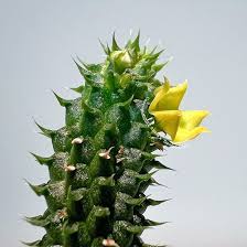 Image result for Huernia erectiloba