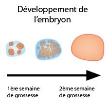 Durant la grossesse, il est normal de ressentir de la douleur dans l'aine en raison de l'utérus qui prend du volume. 2eme Semaine De Grossesse Changement De Vie