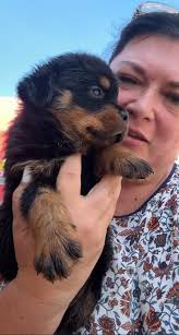 Papillon puppy adoption experience