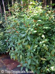 Image result for Justicia striata