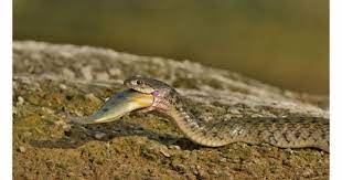 Checkered Keelback Checkered Mammals Photo