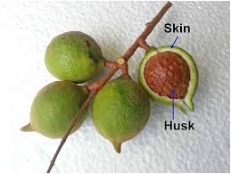 Image result for Macadamia tetraphylla