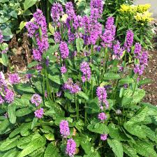 Image result for Stachys