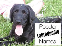 The puppies mum came from a litter of 6 (her being chocolate, 1 pup red & 4 black puppies). 200 Awesome Names For Labradoodles Pethelpful By Fellow Animal Lovers And Experts